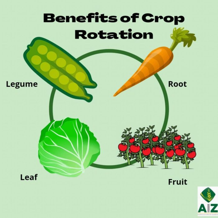 Crop rotation ap human geography