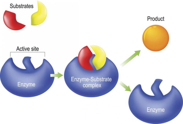 Enzyme cut outs activity answer key