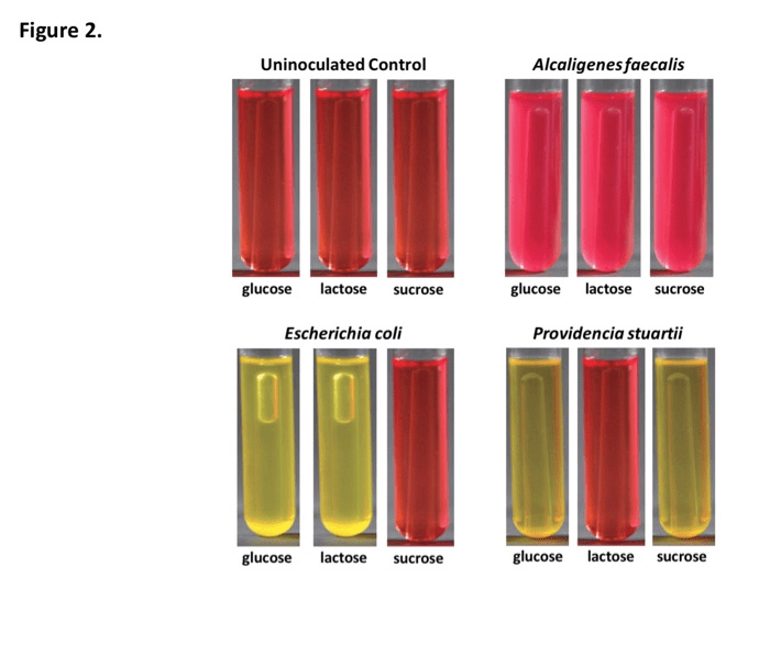 Does alcaligenes faecalis ferment lactose