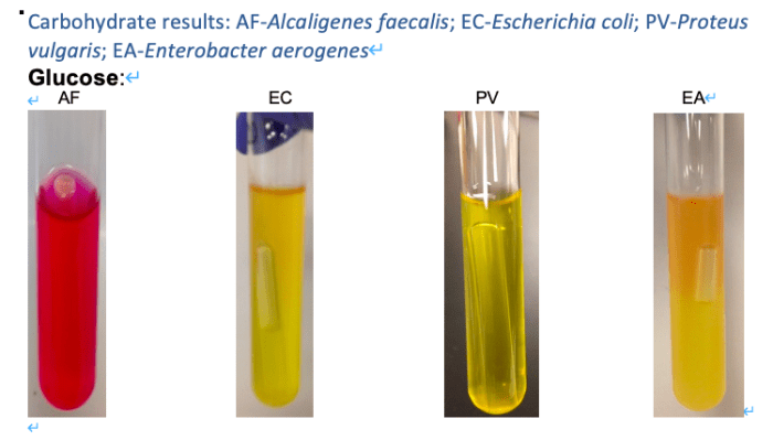 Lactose fermenters fermentation citrobacter coli enterobacter escherichia microbiology