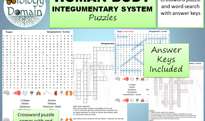 Integumentary system crossword puzzle answer key