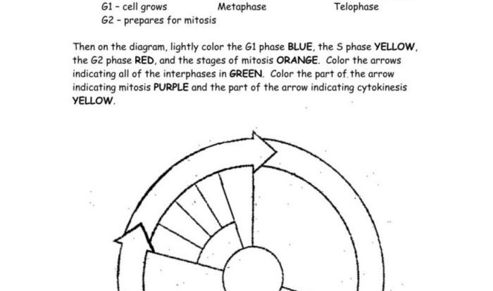 The cell cycle coloring worksheet answer sheet